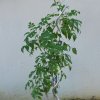 Podranea ricasoliana